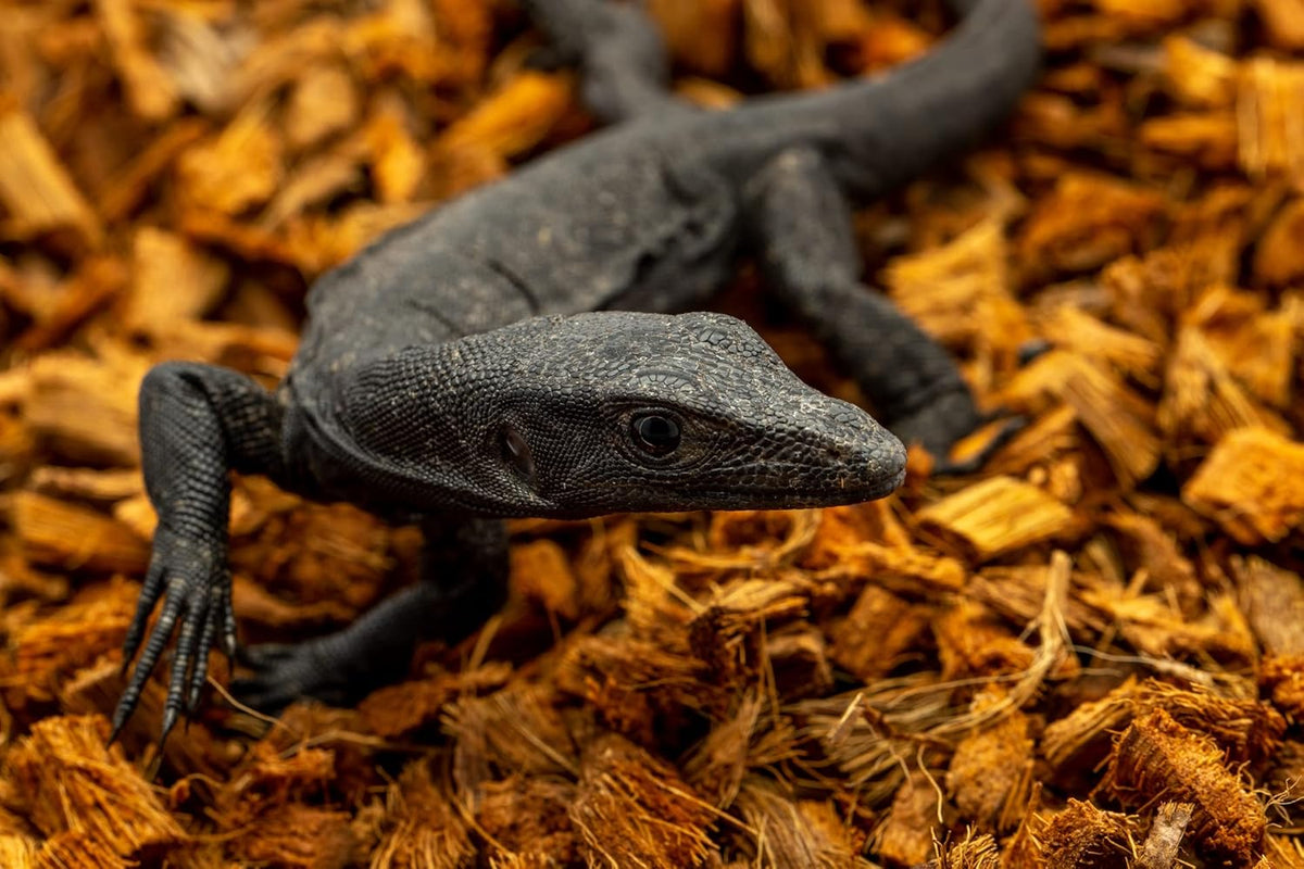 ReptiChip Reptile Bedding Loose Coconut Chip 12 Quart 2 Pack Coco Husk Substrate Mulch for Snake