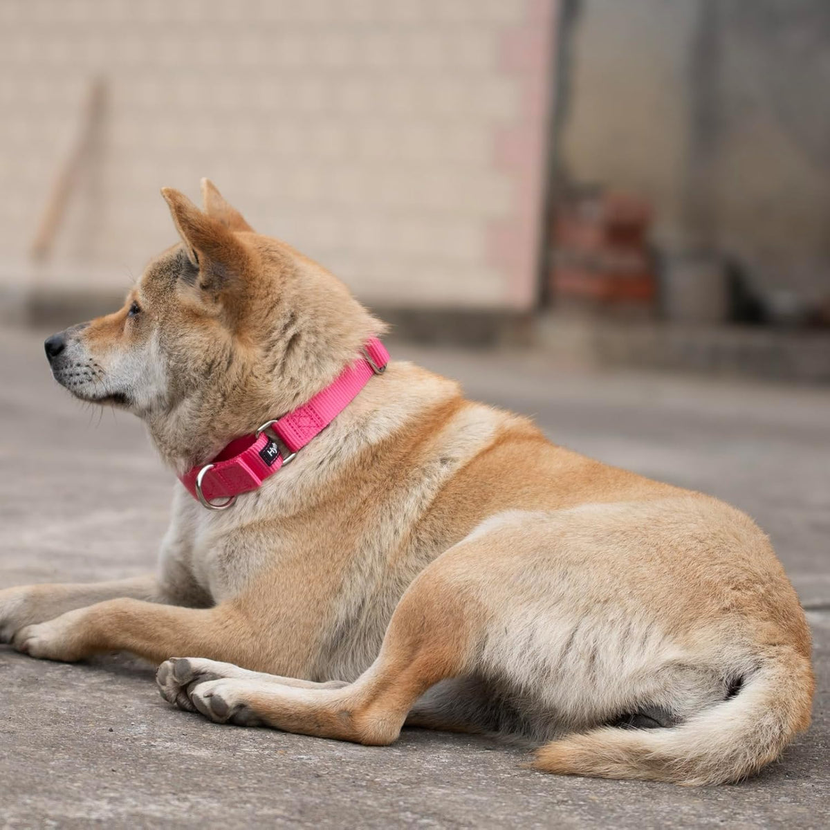 Hyhug Improved Design Nylon Webbing, Cold Water Washing Does Not Fade, Not Polluting Dog Hair, Wear