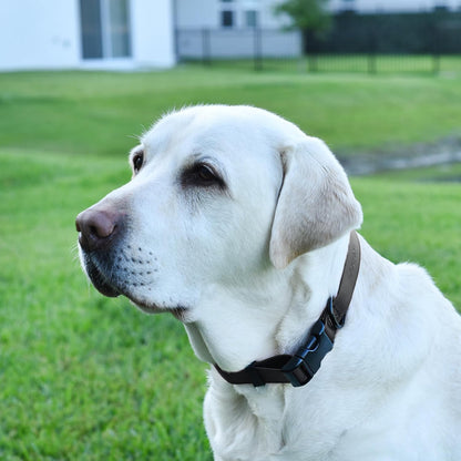 Dogline Biothane Waterproof Dog Collar with Quick Release Buckle Strong Coated Nylon Webbing with
