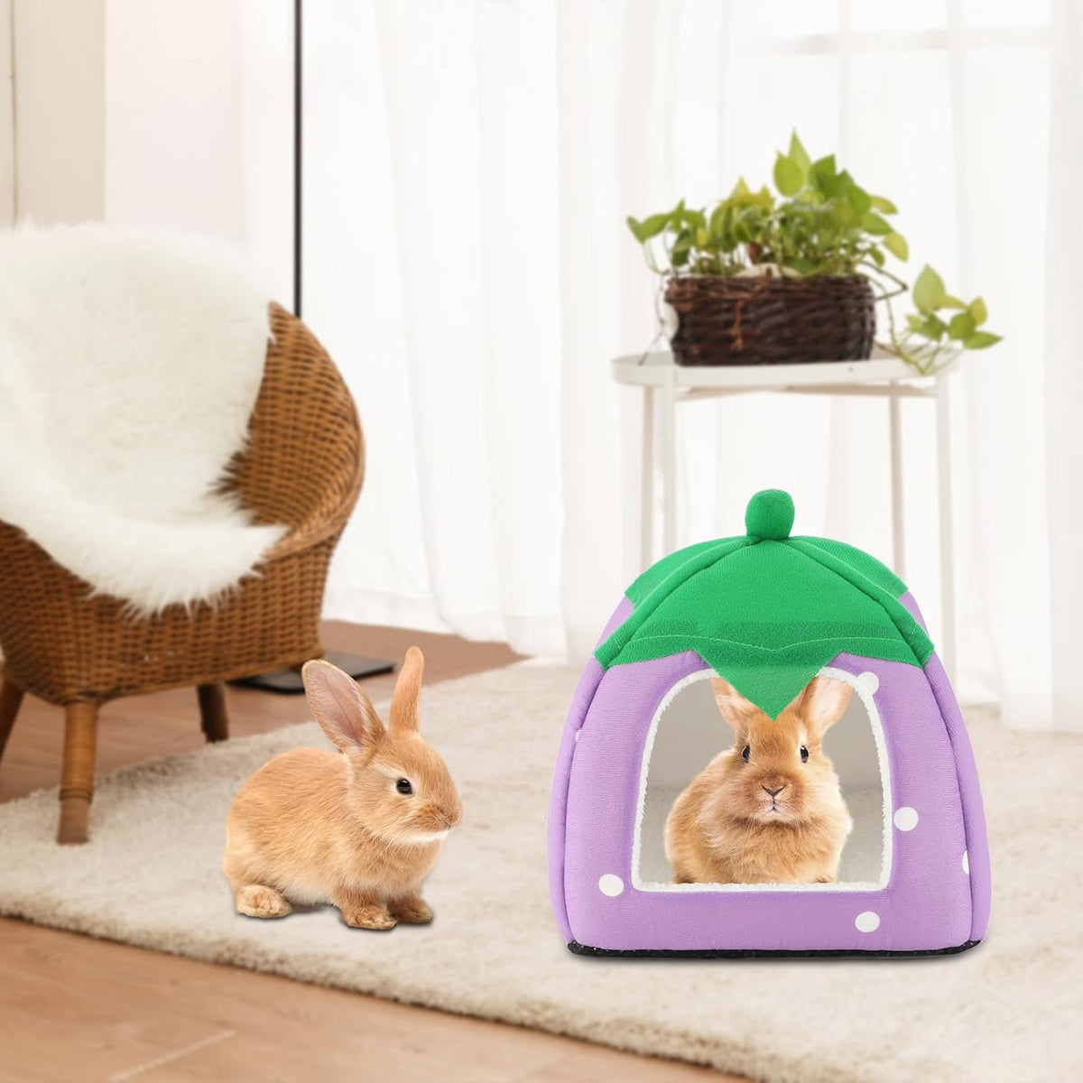 BWOGUE Guinea Pig House Bed Cozy Hamster Cave Large Hideout for Dwarf Rabbits Hedgehog Bearded