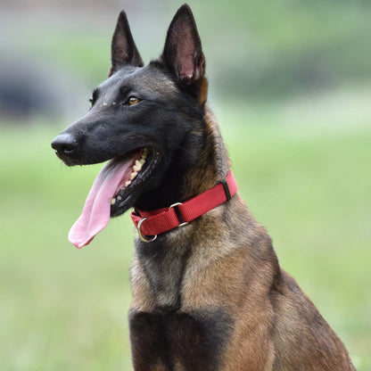 Hyhug Martingale Buckle - Free Dog Collar: Non - Slip Heavy - Duty Nylon, Escape - Proof, Colorfast