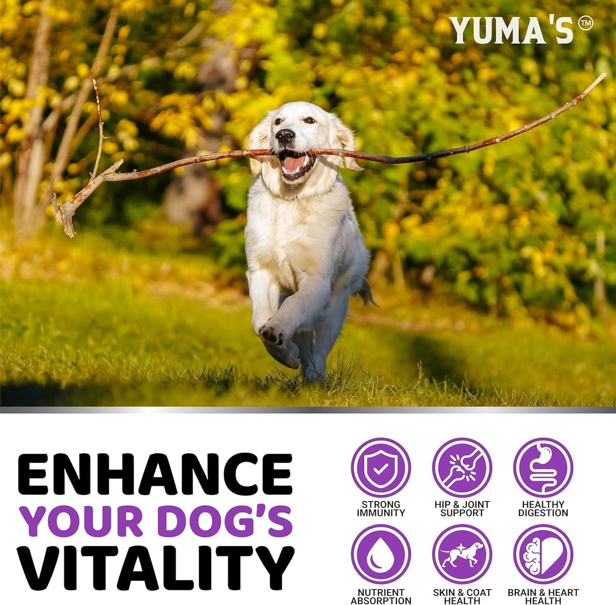 2-Pack Dog Multivitamin Chewable with Glucosamine - Dog Vitamins and Supplements - Senior & Puppy