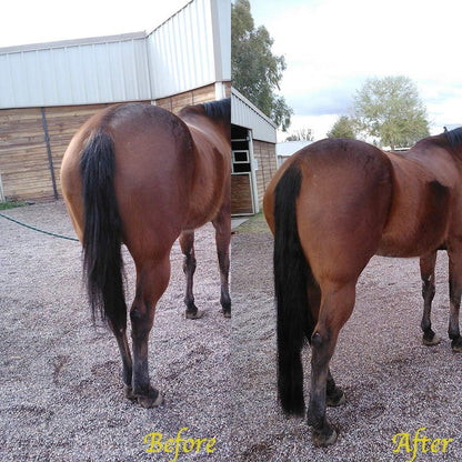 Horse Tail Extensions with Braided Horsehair Loop, Blunt Cut Bottom, 28-30 inches Long and 3/8 lb