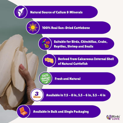 Birds LOVE 2 pc 7.5–8″ Sun-Dried Natural Cuttlebone Kit | 100 % Pure Calcium Supplement for Birds
