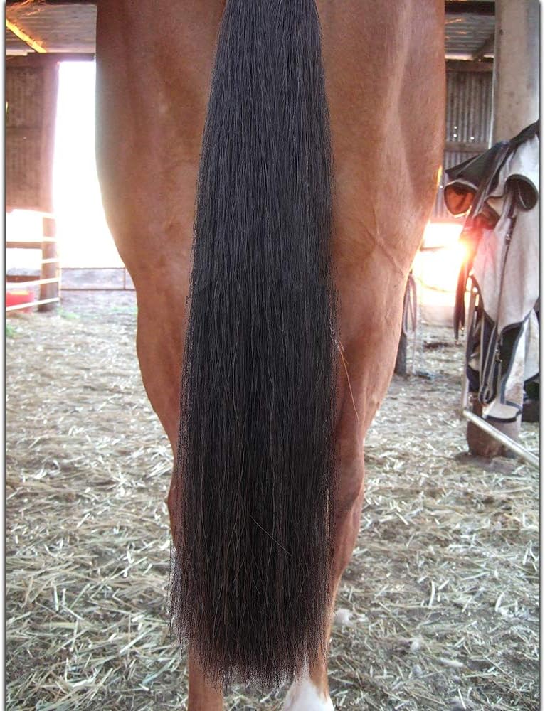 Horse Tail Extensions with Braided Horsehair Loop, Blunt Cut Bottom, 34-36 inches Long and 1 lb