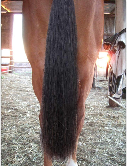 Horse Tail Extensions with Braided Horsehair Loop, Blunt Cut Bottom, 34-36 inches Long and 1 lb