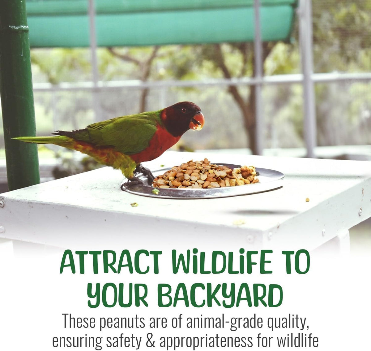 Premium Quality Raw Out of Shell Peanuts - 1 Pound - Shelled Peanuts for Birds – Wildlife Quality