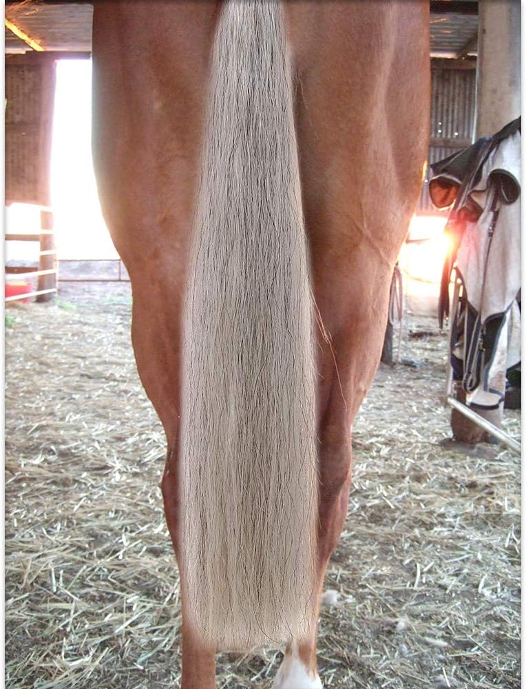 Horse Tail Extensions with Braided Horsehair Loop, Blunt Cut Bottom, 28-30 inches Long and 3/8 lb