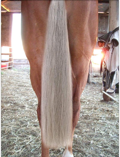 Horse Tail Extensions with Braided Horsehair Loop, Blunt Cut Bottom, 28-30 inches Long and 3/8 lb