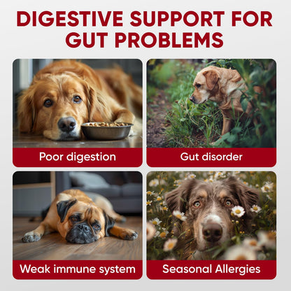 Probiotics for Dogs Digestive Health - Probiotic Chews for Gut Health, Itchy Skin Yeast, Diarrhea