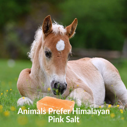 Licking Salt for Horse, 100% Pure Himalayan Pink Salt Chunks, 6 LBS, Animal Feed Salt Chunks, Horse