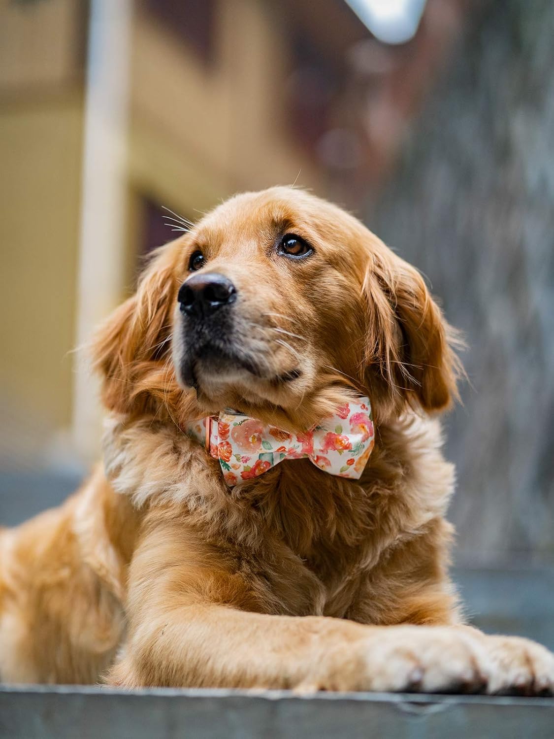 Elegant little tail Dog Collar with Bow, Cotton & Webbing, Bowtie Dog Collar, Adjustable Dog