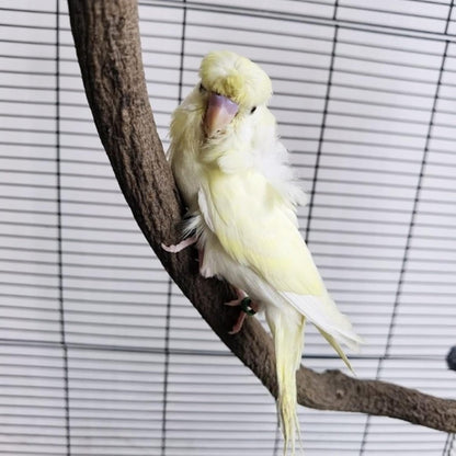 Parrot Perch Stand Bird Cage Stand Pole Natural Wild Grape Stick Grinding Paw Cage Accessories for