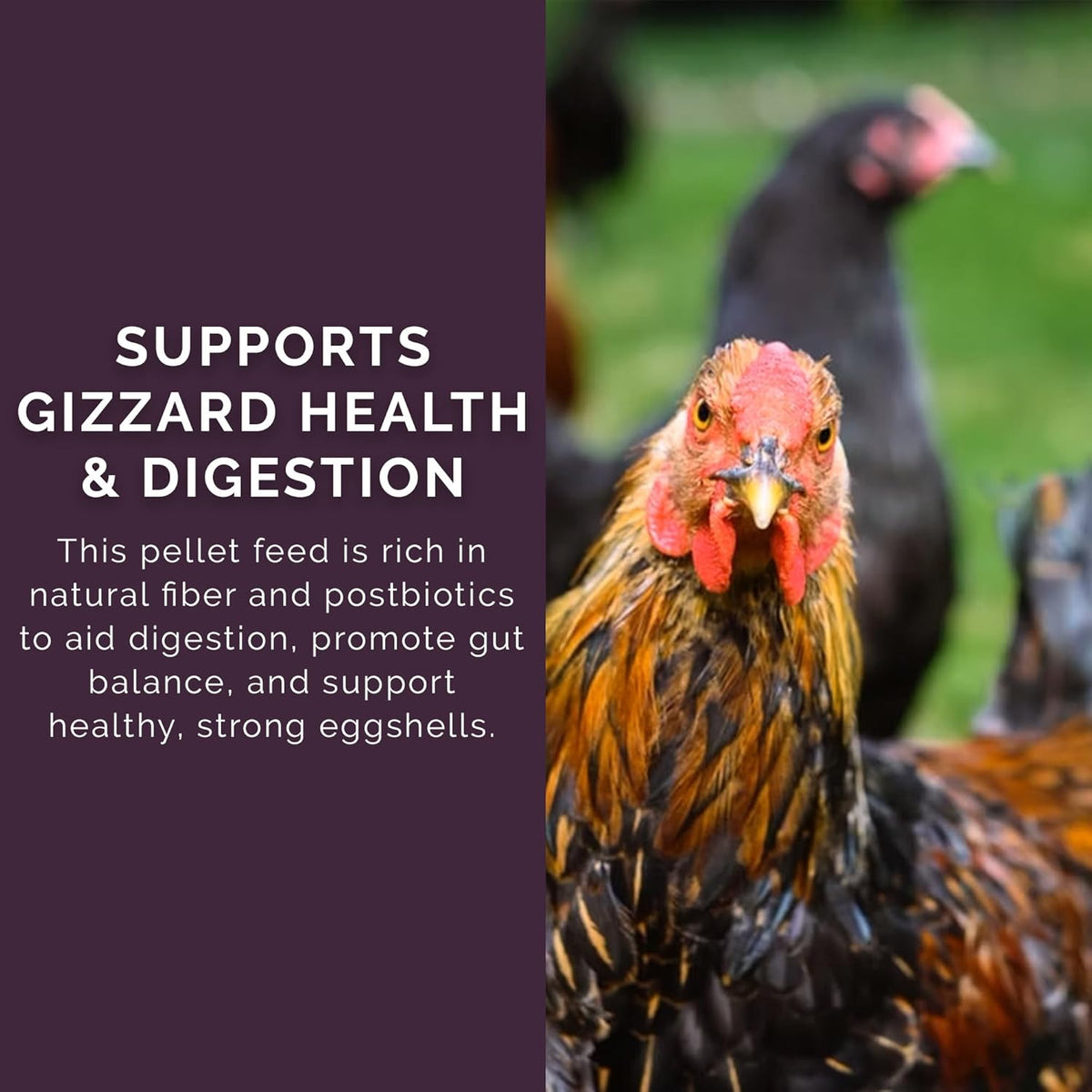 Layer Pellet Feed, 40lbs - Non-GMO, High-Protein Poultry Feed for Healthy Hens & Nutritious Eggs