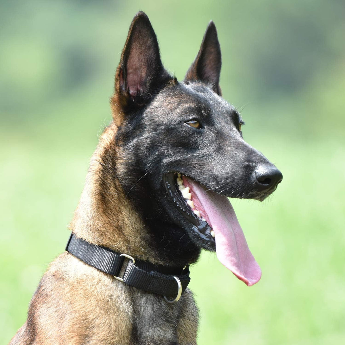 Heavy Duty Anti-Escape Martingale Collar Dog for Large Breeds Dogs - Walking Training Daily