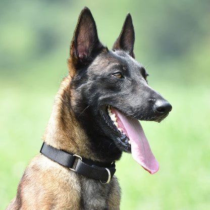 Heavy Duty Anti-Escape Martingale Collar Dog for Large Breeds Dogs - Walking Training Daily