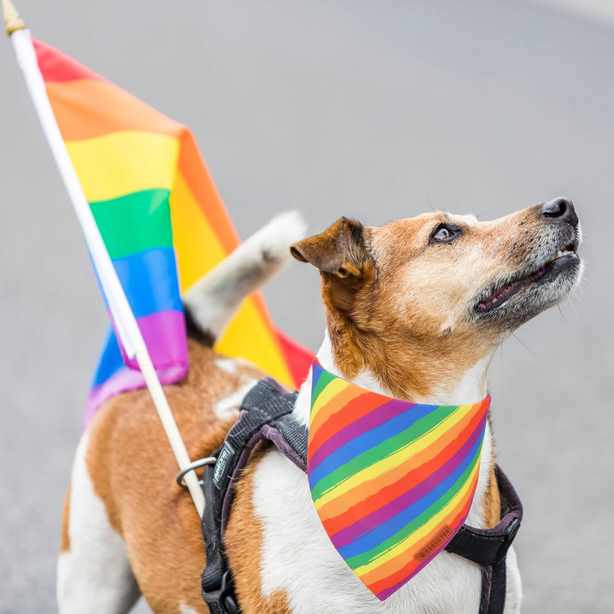 ADOGGYGO Rainbow Dog Bandana, Holiday Pet Scarf, Adjustable Fit Colorful Rainbow Bandanas for