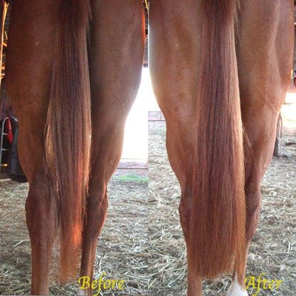 Horse Tail Extensions with Braided Horsehair Loop, Blunt Cut Bottom, 28-30 inches Long and 3/8 lb
