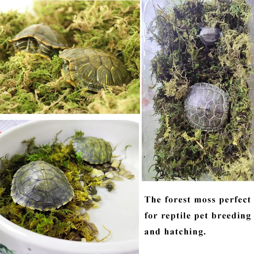 5L Forest Moss for Hamster Syrian Gerbils Bedding, Natural Moss Perfect for Potted Plants