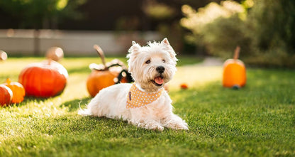 Lionet Paws Halloween Dog Bandana,Fabric Ghost Dogs Kerchief for Small Medium Dogs,Dog Cotton