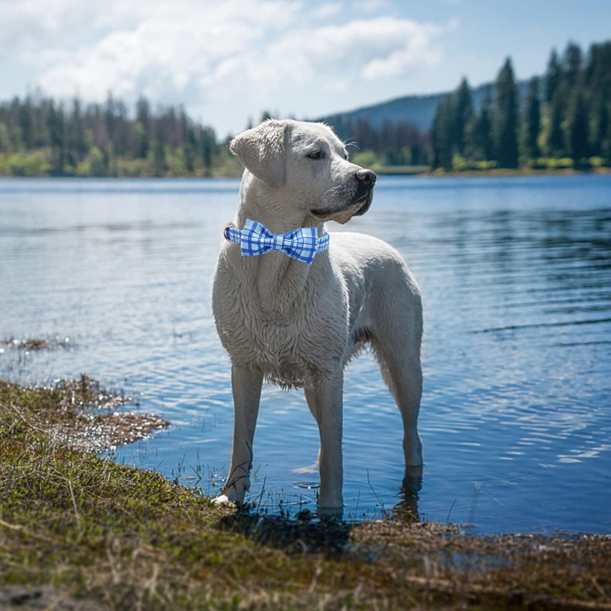 Elegant little tail Dog Collar with Bow - Blue Plaid Boy Dog Collar Cute Bowtie Pet Collar