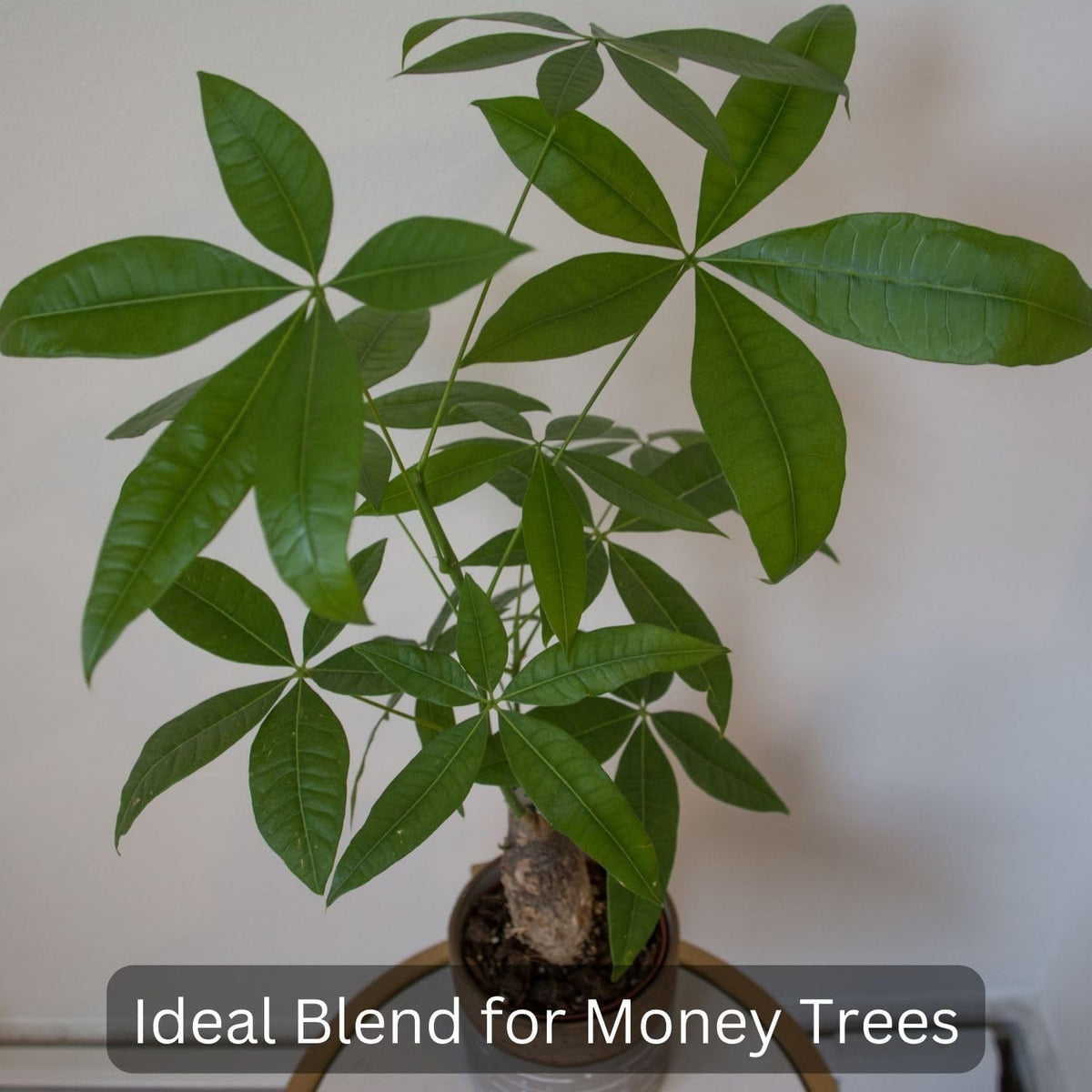 Money Tree Soil (4 Quarts), Potting Mix for Planting/Repotting Pachira Aquatica, All-Natural Custom
