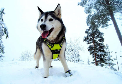 TRUE LOVE Truelove Adjustable No-Pull Dog Harness Reflective Pup Vest Harnesses Comfortable Control