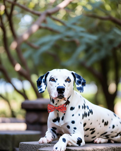 PET SHOW 10 Pack Big Dog Bow Ties for Large Medium Dogs Sliding Collar Attachments Daily Bowties
