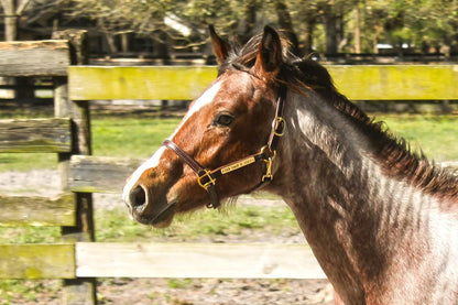 Turnout Leather Halter for Horses with Customized Engraved Name Plate | Brown Leather with Solid