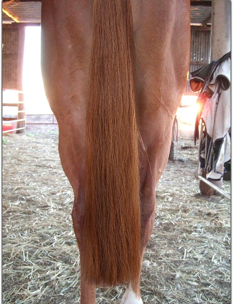 Horse Tail Extensions with Braided Horsehair Loop, Blunt Cut Bottom, 34-36 inches Long and 1 lb