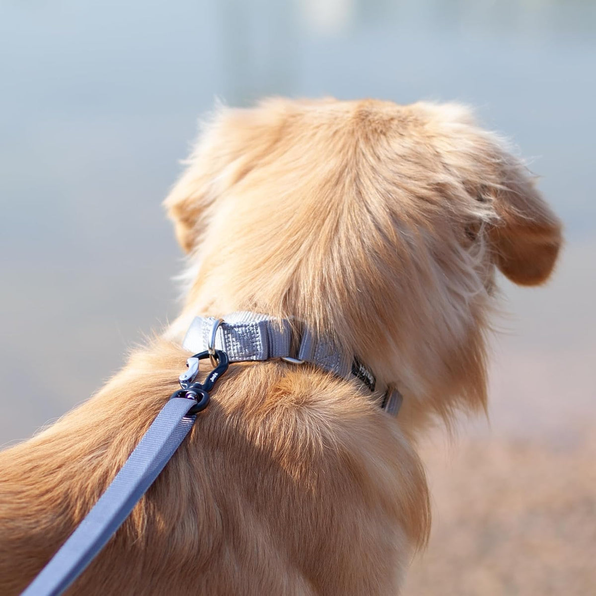 Hyhug Pets Premium Upgraded Heavy Duty Nylon Anti-Escape Martingale Collar for Pup Boy and Girl