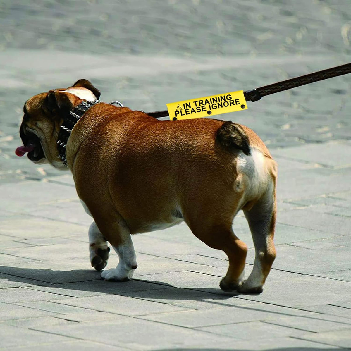 Funny Dog Leash Sleeve in Training Please Ignore Dog Leash Wrap Sleeve Alert Tag Pet Birthday Gift