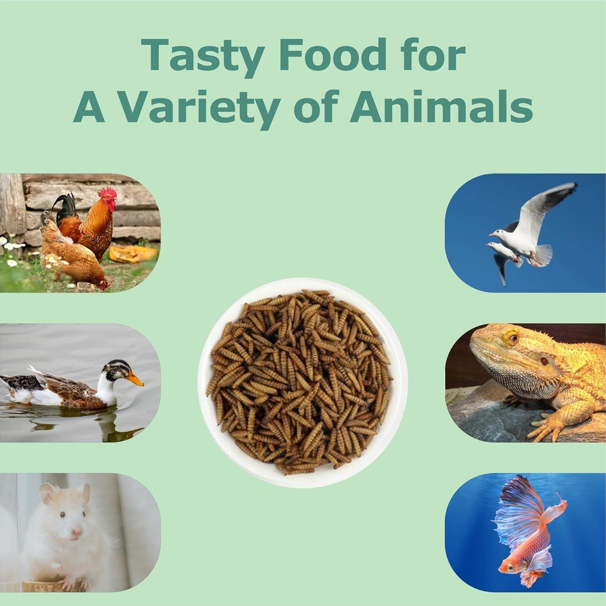 5LB Dried Black Soldier Fly Larvae, More Calcium Than Dried Mealworms, High Protein Chicken