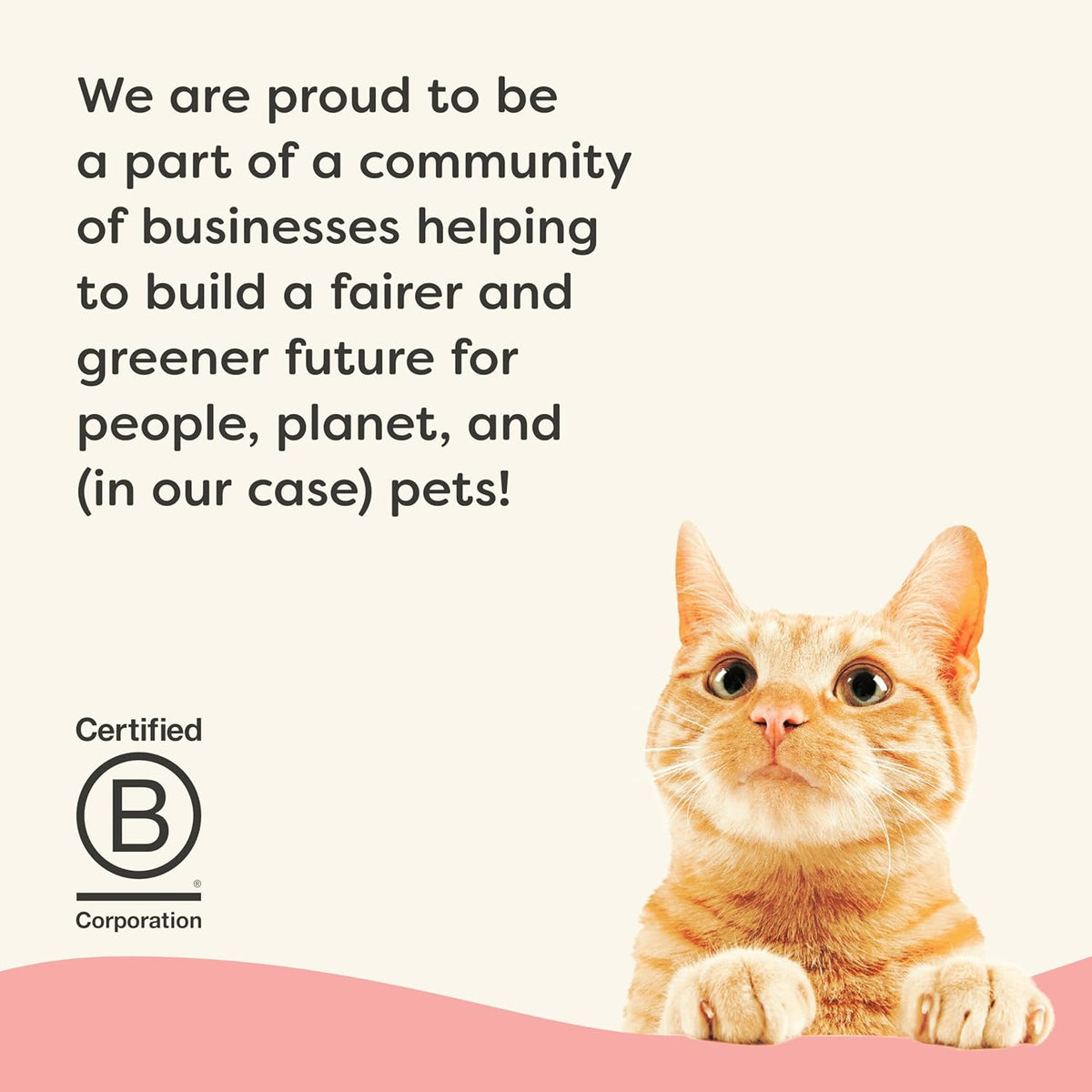 Applaws Vitality Wet Cat Food in Broth, Natural Canned Cat Food, Wet Food for Cats with Added