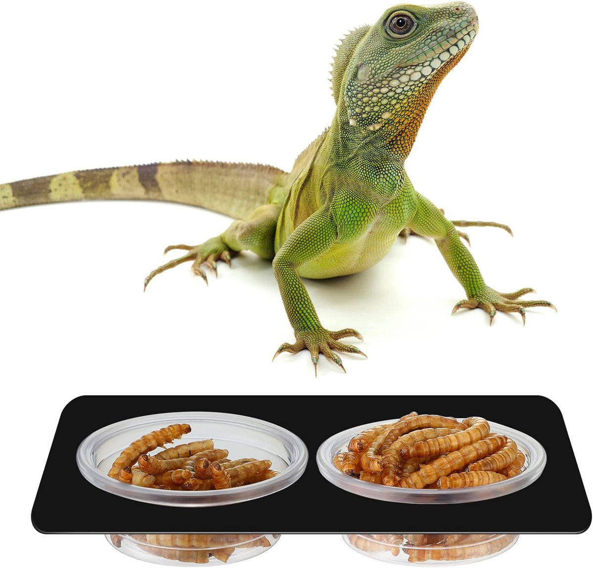 EBOOT 500 Pcs Gecko Food and Water Cups Small Plastic Feeder Cups Reptiles Accessories Reptile