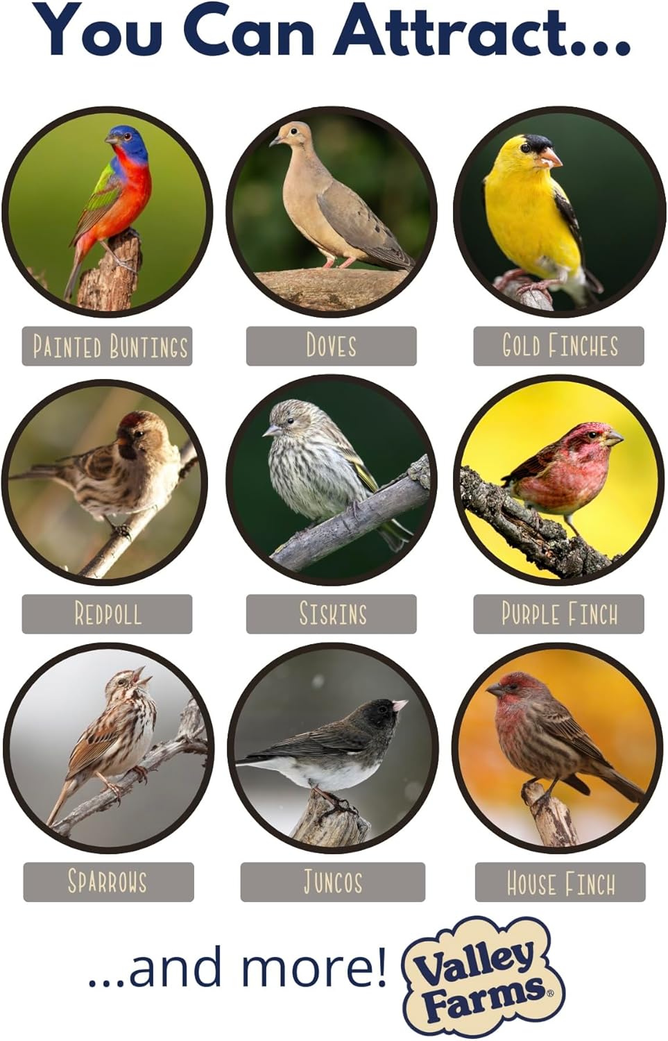 Valley Farms White Millet Wild Bird Seed 5 LB 2-Pack (10 LB Total) for Outside feeders, White proso