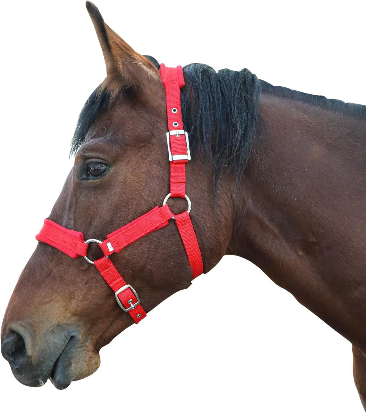 Horse Halter with Wool Lining, Adjustable Halter for Horses Satin Hardware to Prevent Friction