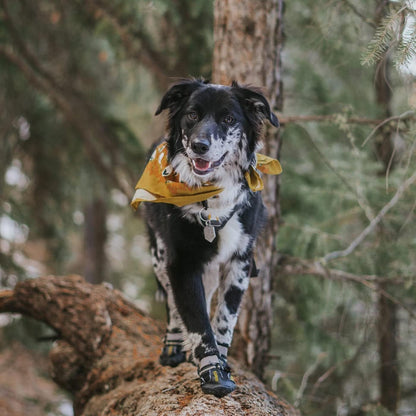 QUMY Dog Shoes for Large Dogs, Medium Dog Boots & Paw Protectors for Winter Snowy Day, Summer Hot