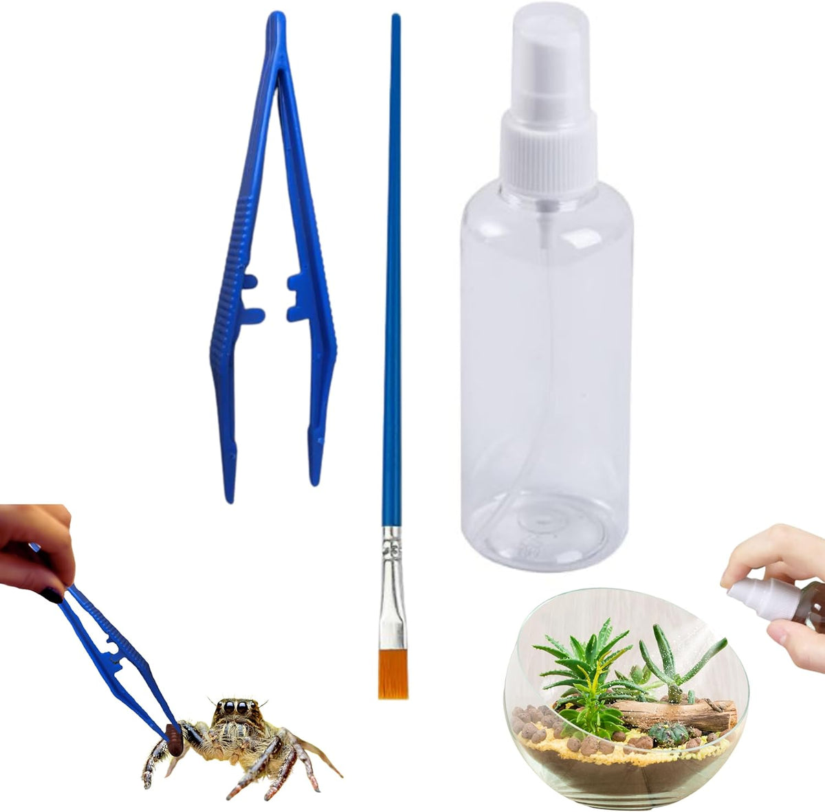 Jumping Spider Enclosure Starter Kit, Tarantula Enclosure Kit, Jumping Spider Accessories, Snail