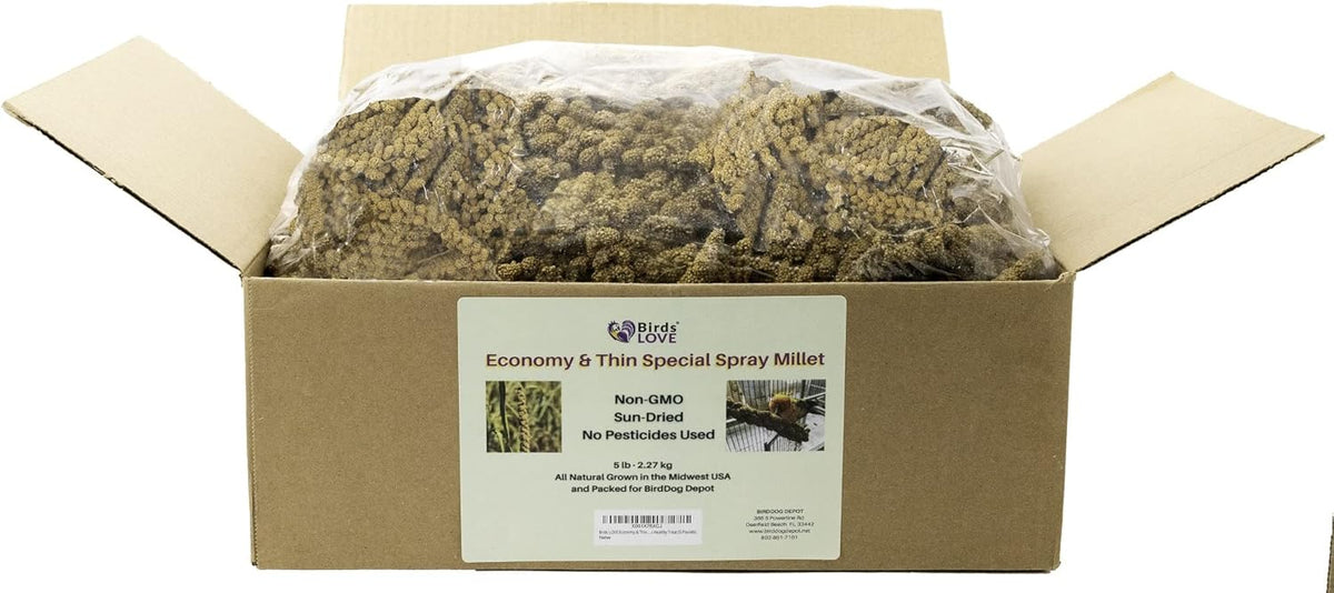 Birds LOVE Economy & Thin Special Spray Millet – 5 lb GMO-Free, No Stems (Only Edible Tops)