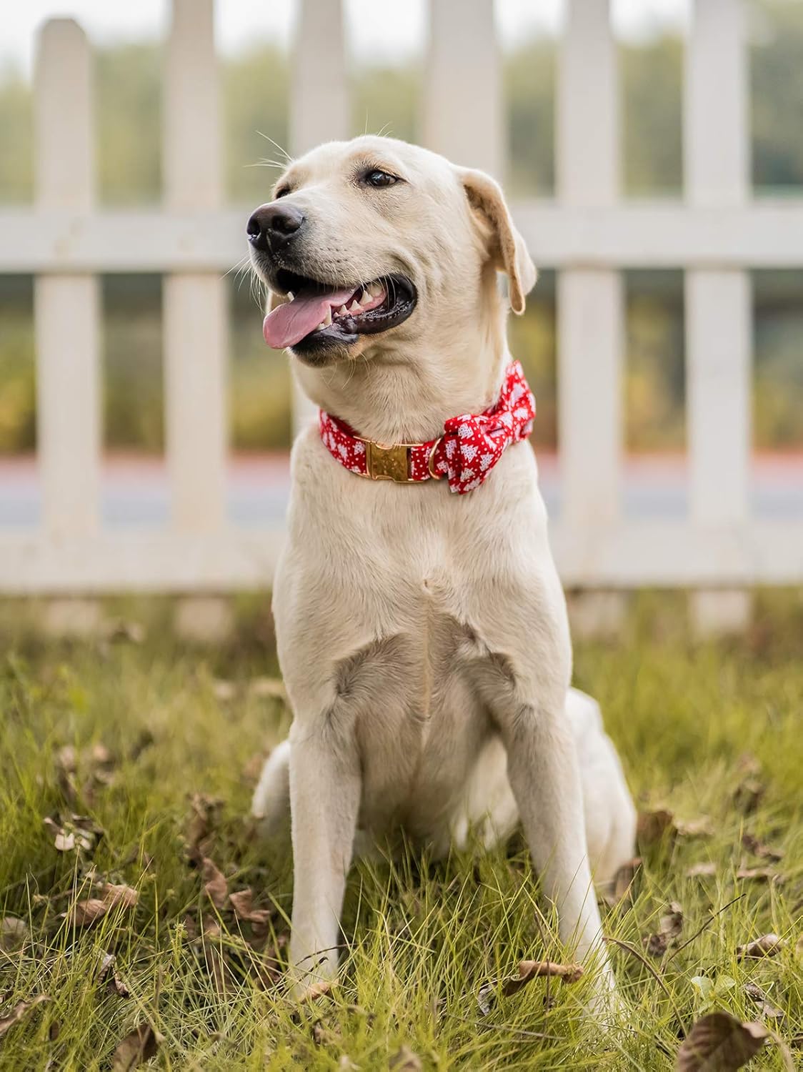 Elegant little tail Dog Collar with Bow, Cotton & Webbing, Bowtie Dog Collar, Adjustable Dog