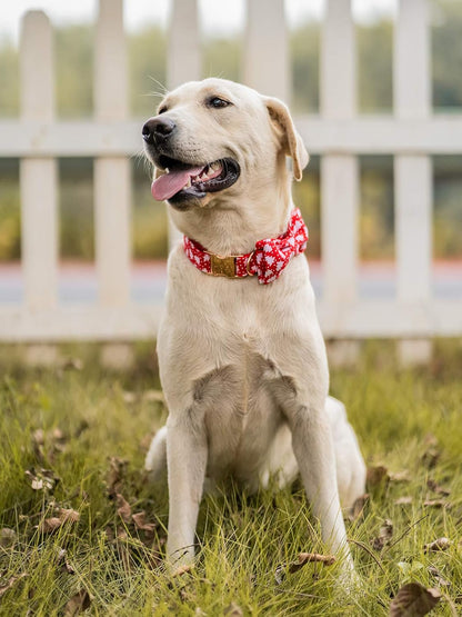Elegant little tail Dog Collar with Bow, Cotton & Webbing, Bowtie Dog Collar, Adjustable Dog