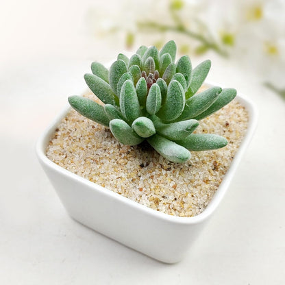 5 lbs Aquarium Silica Sand. 0.4-0.8 mm Mini Gravel Substrate for Fish Tank, Plants Potted, Fire