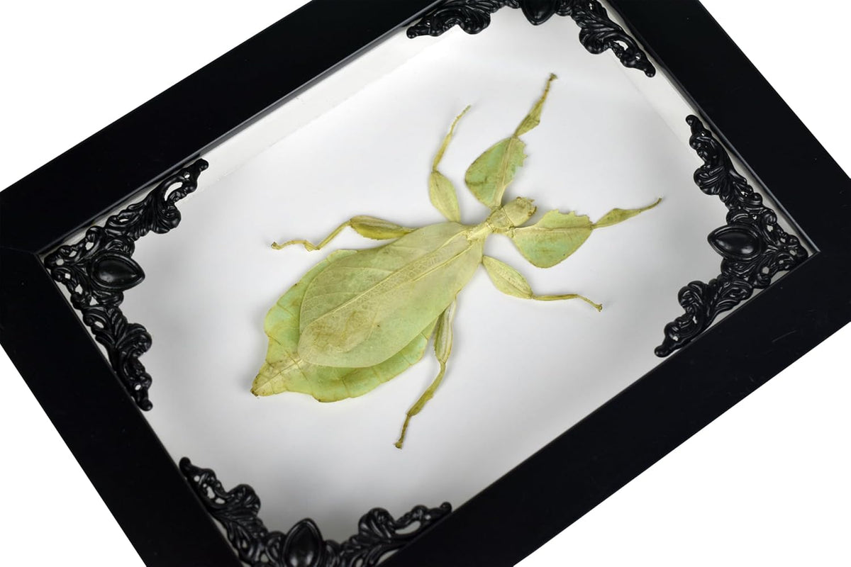 Tarantula or Leaf Insect in Gothic Shadow Box Frame | Mexican Gothic Taxidermy | Witch & Halloween