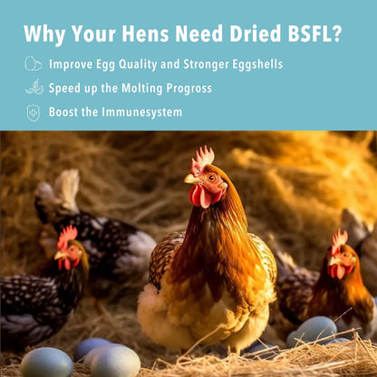 10lb Dried Black Soldier Fly Larvae Treat for Chickens More Calcium Than Mealworms,for Laying