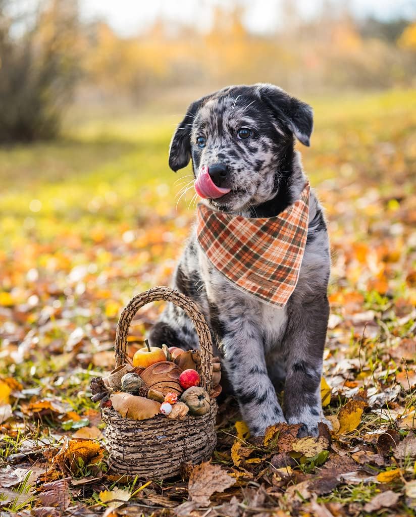 Lionet Plaid Dog Bandana 1PC - Pet Fall Washable Reversible Cotton Scarf, Adjustable Square