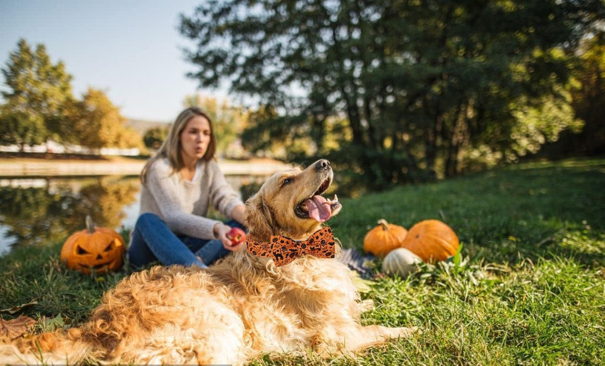 Lionet Paws Halloween Dog Collar with Bowtie - Cute Cotton Adjustable Fall Bowtie Dog Collar with