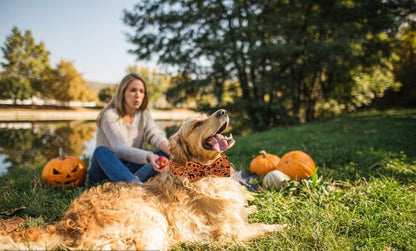 Lionet Paws Halloween Dog Collar with Bowtie - Cute Cotton Adjustable Fall Bowtie Dog Collar with