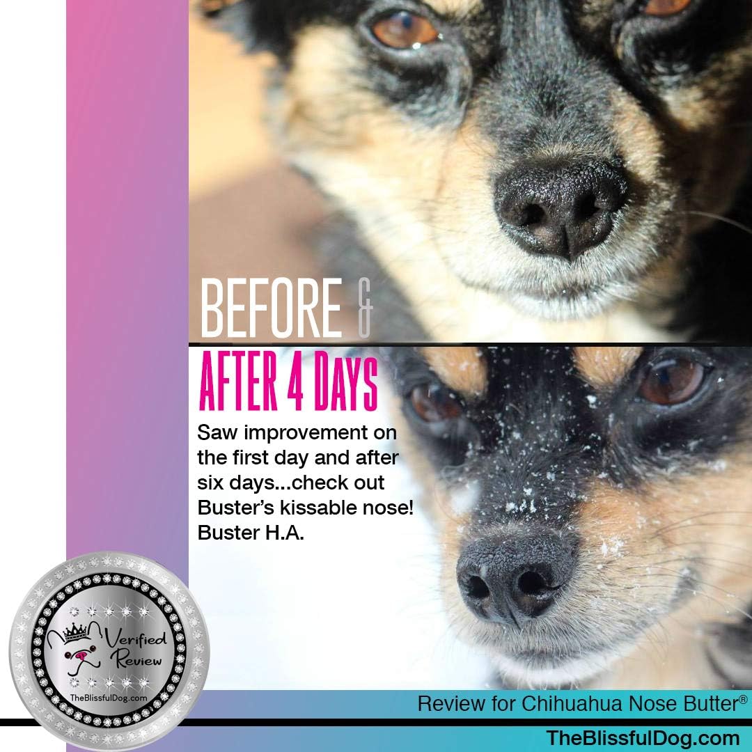 The Blissful Dog Smooth Coat Chihuahua Nose Butter for Dry, Cracked Skin, Lick-Safe Dog Nose Balm