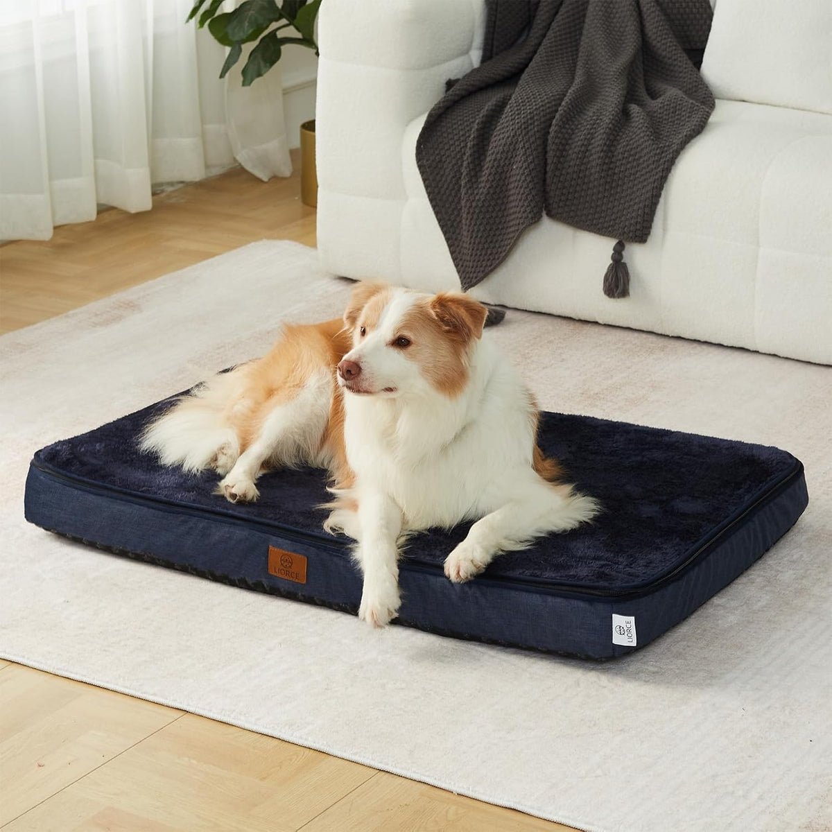 Memory Foam XL Dog Bed - 4” Thick Orthopedic Beds for Extra Large Dogs - Waterproof Dog Bed with
